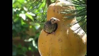 cowbird feeding chicks 🐦💕🐤 birds birdslover chicks fyp subcribemychannel MeeHuang [upl. by Euqinomod111]