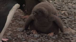 Aggressive Adelie Penguin Chicks Fed By Parent [upl. by Anaderol420]