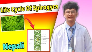 Life Cycle Of Spirogyra  Algae  Important long question for NEB and CTEVT BOARD EXAM [upl. by Siulesoj872]