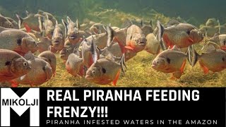 REAL PIRANHA FEEDING FRENZY [upl. by Nonnag]