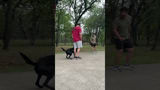 Senna barking at man with no equipment dogtraining protectiondog [upl. by Erminna]