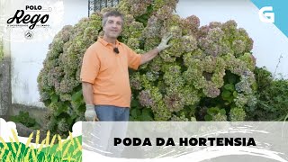 Como podar unha hortensia [upl. by Novrej]