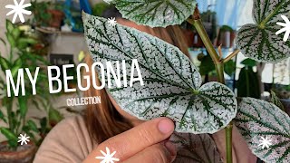 My Begonia Collection  Begonia Care Guide [upl. by Ilario]