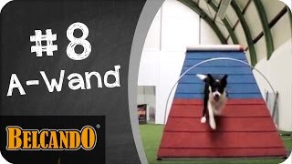 BELCANDO  Agility  Vom Junghund zum Sporthund 8 AWand [upl. by Kimon431]