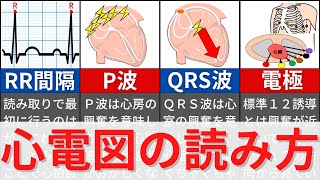 【12分で解説、10分で国試問題】心電図の基本と読み方について解説 [upl. by Ydieh]