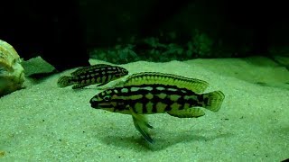 Юлидохромис Марлиера Julidochromis Marlieri [upl. by Lyrred]