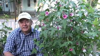 Anisodontea Strybing Beauty Why does this plant score 1010 [upl. by Oknuj]