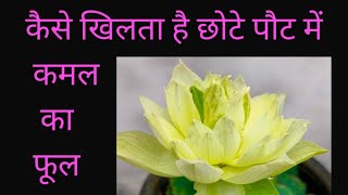 छोटे पौट में लगे कमल के पौधेफूल  How To Grow amp Care Lotus Plant In Small Pot   titbitsoflife [upl. by Chambers]