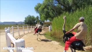 Ostrich Racing near Oudtshoorn Klein Karoo South Africa [upl. by Zoes]