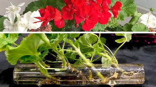 Geranium Propagation New And Effective Method [upl. by Yuhas]