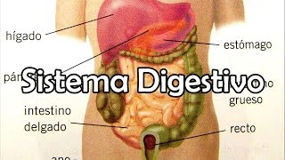 El Sistema Digestivo [upl. by Aidne]