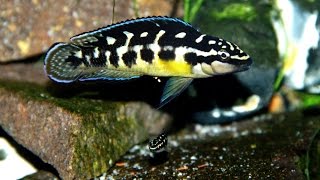 Julidochromis Transcriptus Kissi Bemba Wildfangnachzuchten Update 2016 05 14 [upl. by Landry]