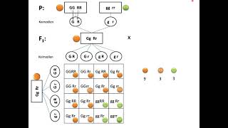 Aufstellen von Kreuzungsschemata  Mendel Teil 3 Dihybride Erbgänge [upl. by Innad]