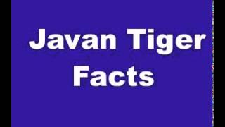 Javan Tiger Facts Facts About Javan Tigers [upl. by Natsyrt]