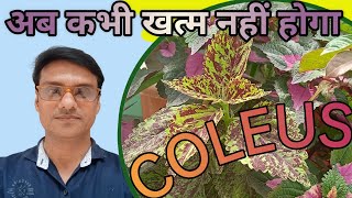 How to save coleus plantGrow coleus for long time [upl. by Einram]