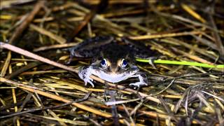 Southern Leopard Frog calling [upl. by Eibbil306]