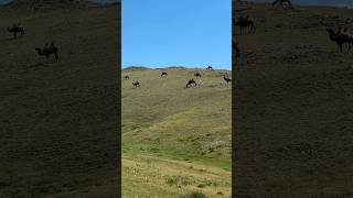 mongolia 🇲🇳 khuvsgul province camel mongolei whatawonderfulworld [upl. by Henn799]