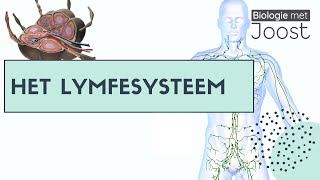 Lymfevatensysteem  Oedeem  Lymfevaten  Lymfeknopen [upl. by Stavros]