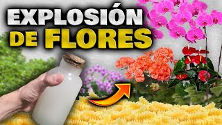 FLORACIÓN BRUTAL Abono Casero para PLANTAS y FLORES  Hacer Florecer Orquídeas Geranios y más [upl. by Aryl]