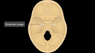 Mnemonics to remember structures that pass through foramen Ovale [upl. by Adnik274]