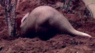 Aardvarks at the Bronx Zoo [upl. by Sauncho]