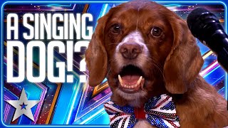 Dog SINGS Alesha Dixons Breathe Slow  Unforgettable Audition  Britains Got Talent [upl. by Etnuhs]