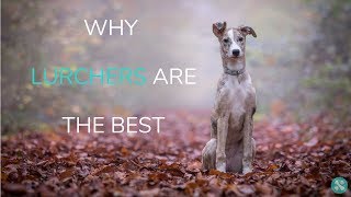 Why Lurchers Are The Best [upl. by Ymaral]