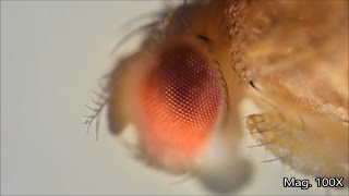 Fruit fly and its lifecycle under the microscope [upl. by Bailie]