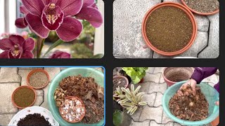 Cymbidium Orchid Prapogation Repotting and its Media [upl. by Aisan273]