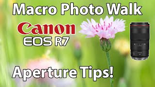 Canon R7 Marco Photo Walk with Aperture Tips RF 100mm Macro Lens [upl. by Acirdna]