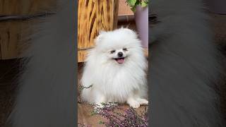 दुनिया का सबसे प्यारा कुत्ता World’s cutest dog breed amazing facts about dog dog facts shorts [upl. by Eirrahs]