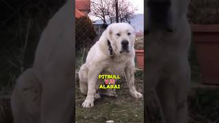 Pitbull vs Alabai 🥊  पिटबुल और अलाबाई की लड़ाई 🐶 [upl. by Sibella]