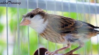 This is how a very young MALE canary should sound like [upl. by Akehsar776]