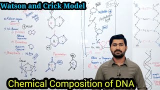 205 Chemical nature of DNA  Structure of DNA  Fsc 12 class biology [upl. by Themis]