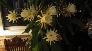 Bunga Wijaya Kusuma Epiphyllum anguligerdi Paris [upl. by Aissak914]