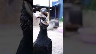 great cormorant eats the whole fish instantly [upl. by Elleved977]