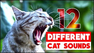 Different Cat Sounds a Cat Makes All Types Of Cat Sounds [upl. by Uol]