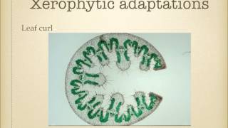 AS level G19 Xerophytes Ms Cooper [upl. by Willamina]