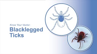 Know Your Vector Blacklegged Ticks [upl. by Annah733]