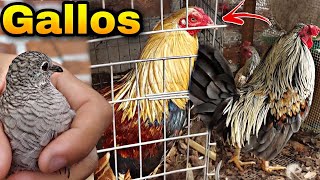 Estos son TODOS mis GALLOS GALLINAS Y POLLITOS [upl. by Malamud637]