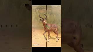 Impala hunt  namibia  hunting clash  shorts [upl. by Sulrac]