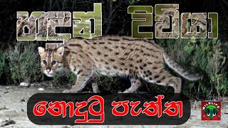 HADUN DIVIYA  හදුන් දිවියා Fishing Cat Prionailurus viverrinus🐈‍⬛🐈 [upl. by Fording376]