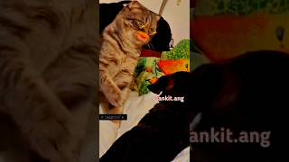 3 biscot viralvideo comedy viralvideo catvideos catlover catsoftiktok [upl. by Dennet]