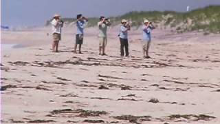 The Plight of the Piping Plover [upl. by Eliathas413]