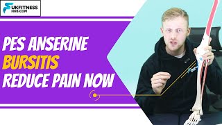 Pes Anserine Bursitis  Anatomy Massage Exercise And Stretches Plan To Reduce Pain [upl. by Deden998]