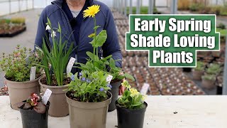 Shade Loving Perennials that SHINE in Early Spring [upl. by Welcy]