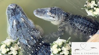 Im Throwing My Alligators A 100000 Wedding [upl. by Polash]