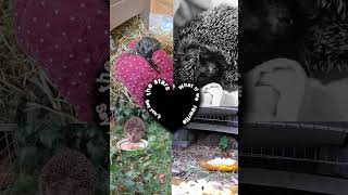 💓igel hedgehoge hedgehoglover igelstories cute heart [upl. by Mars603]