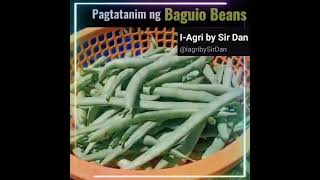 Tamang Pagtatanim ng Baguio Beans [upl. by Deacon]