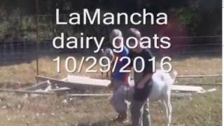 LaMancha Dairy Goats [upl. by Rand]